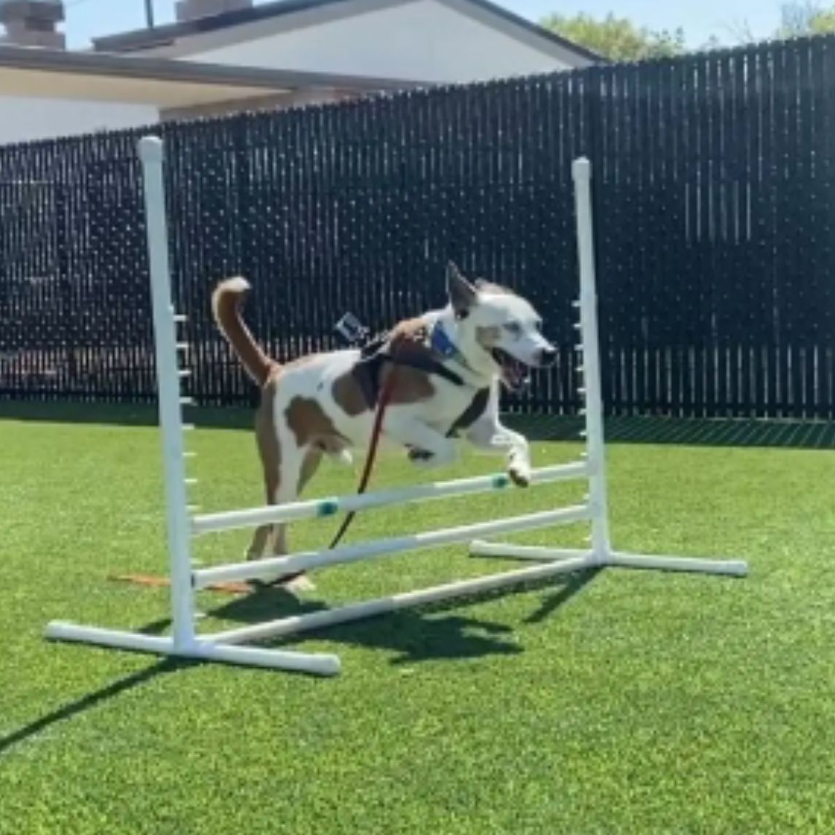 dog jumping above the construction