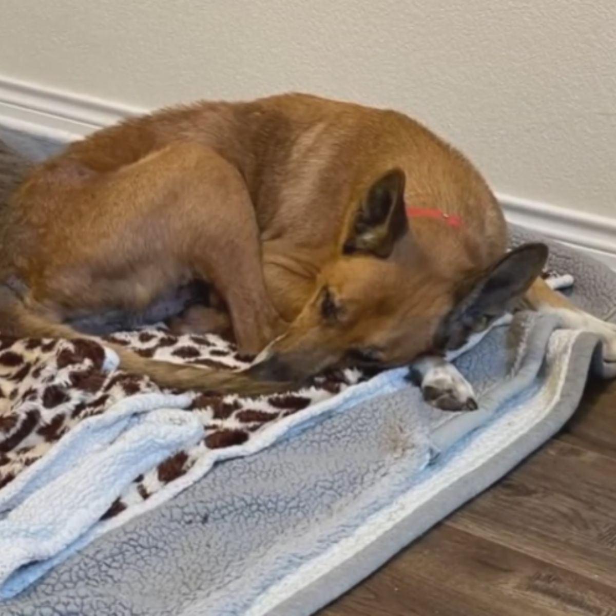 dog laying on the floor