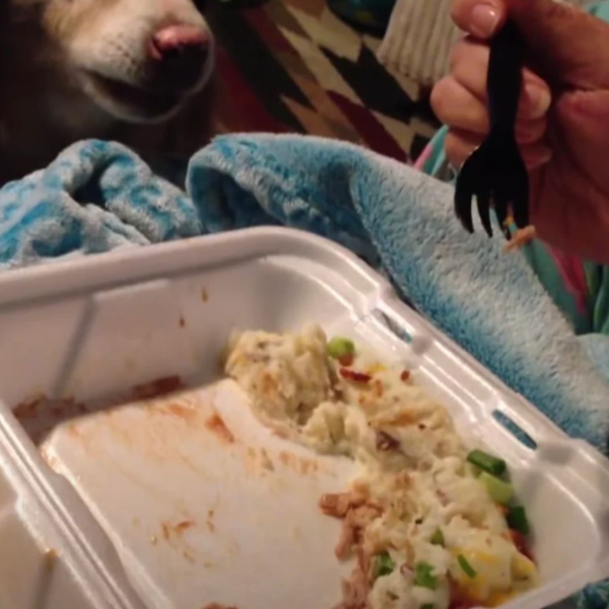 dog looking at food