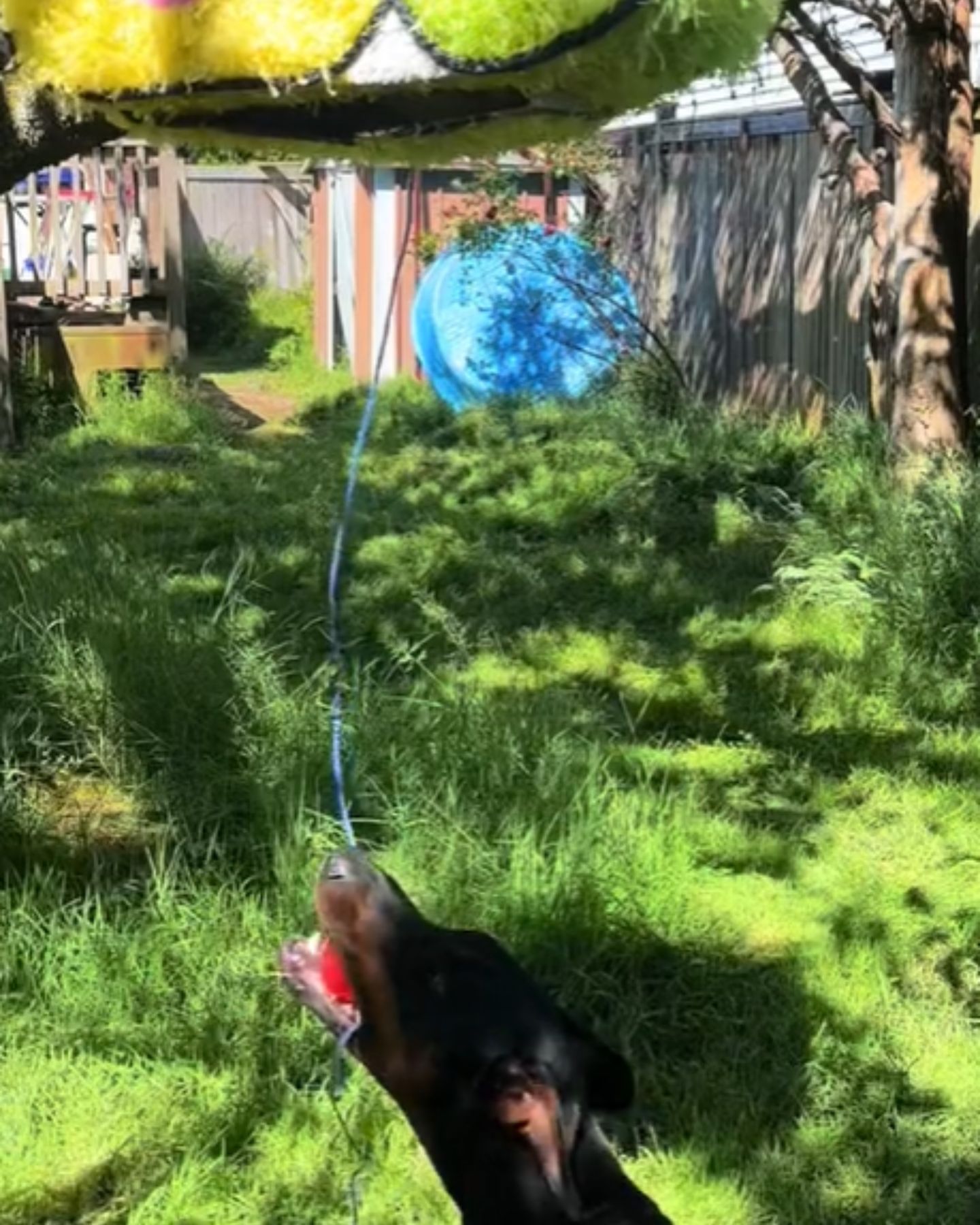 dog looking at pinata