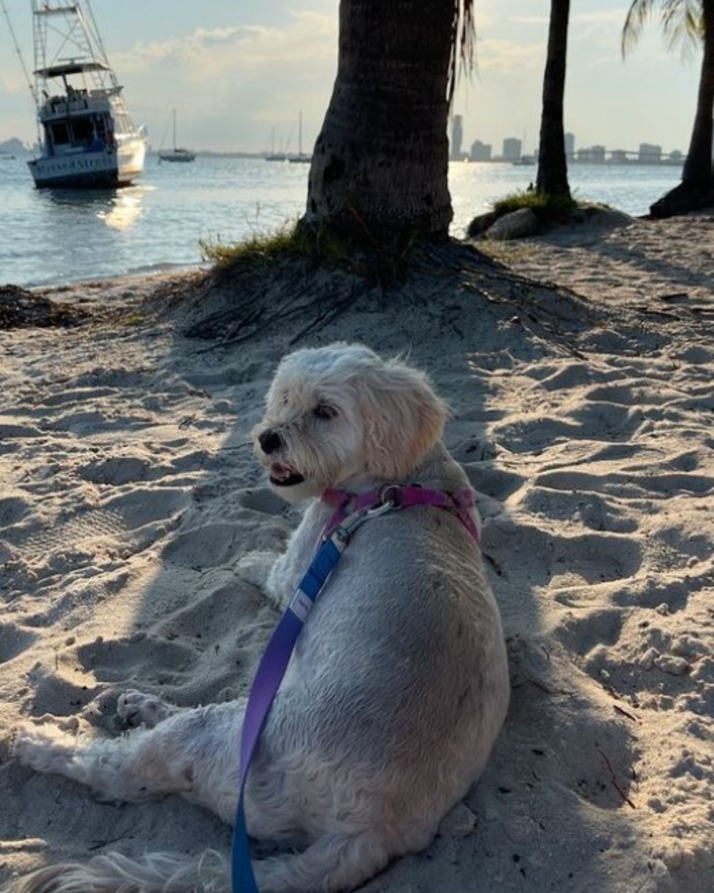 dog lying on a beach