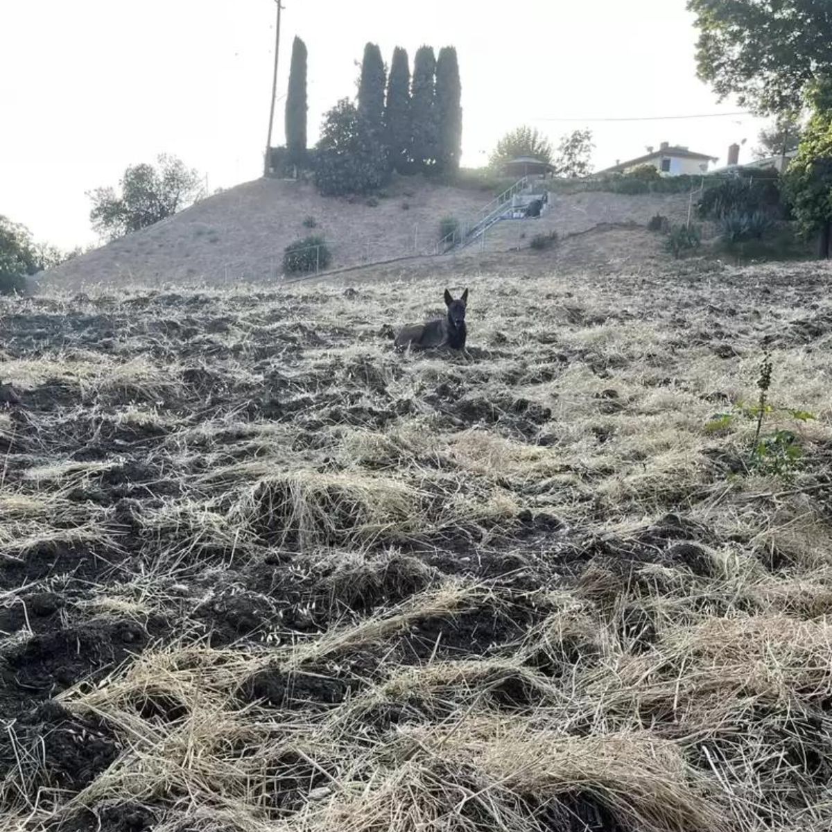 dog on hillside