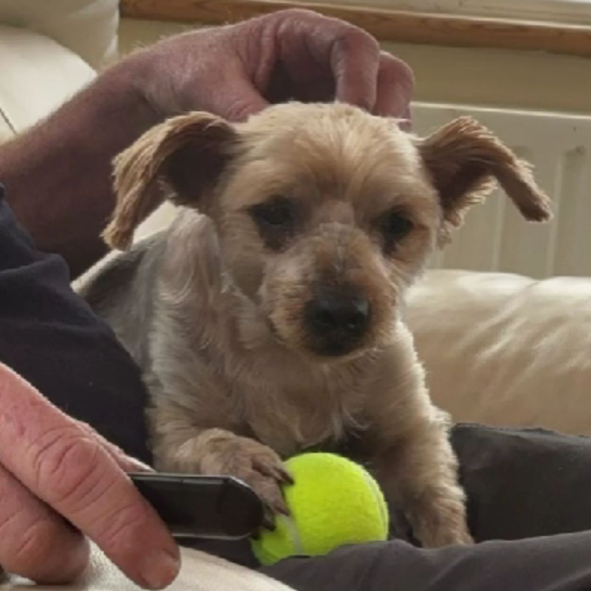 dog on mans lap with yellow ball