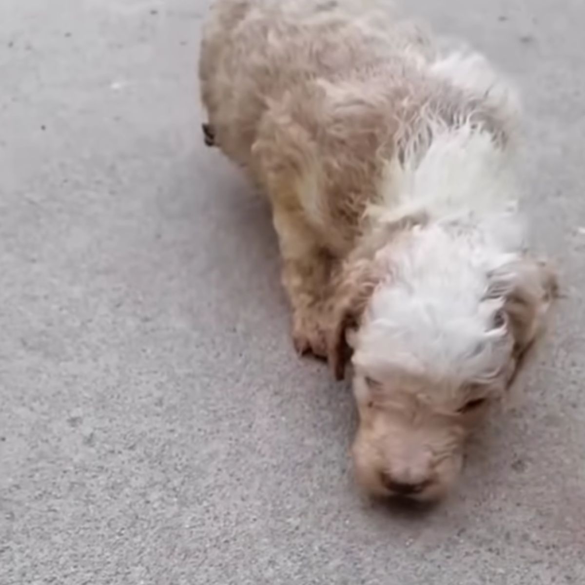 dog on street