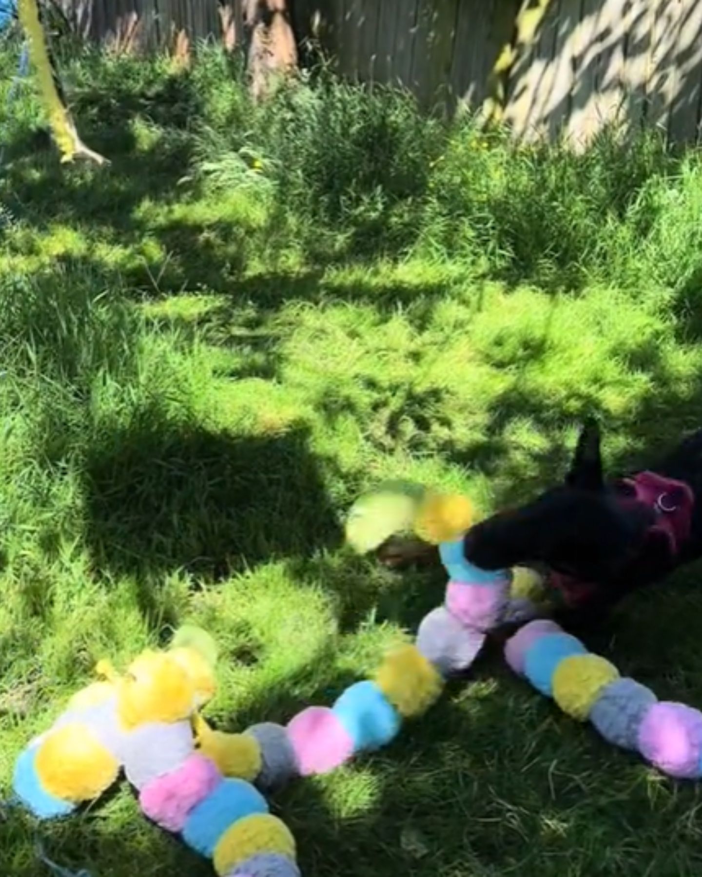 dog playing with toy on the green grass