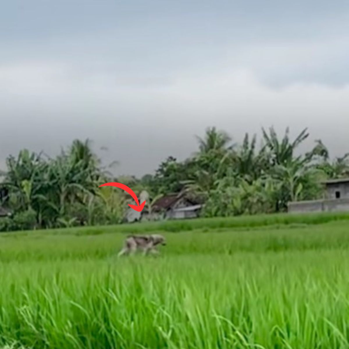 dog running on field