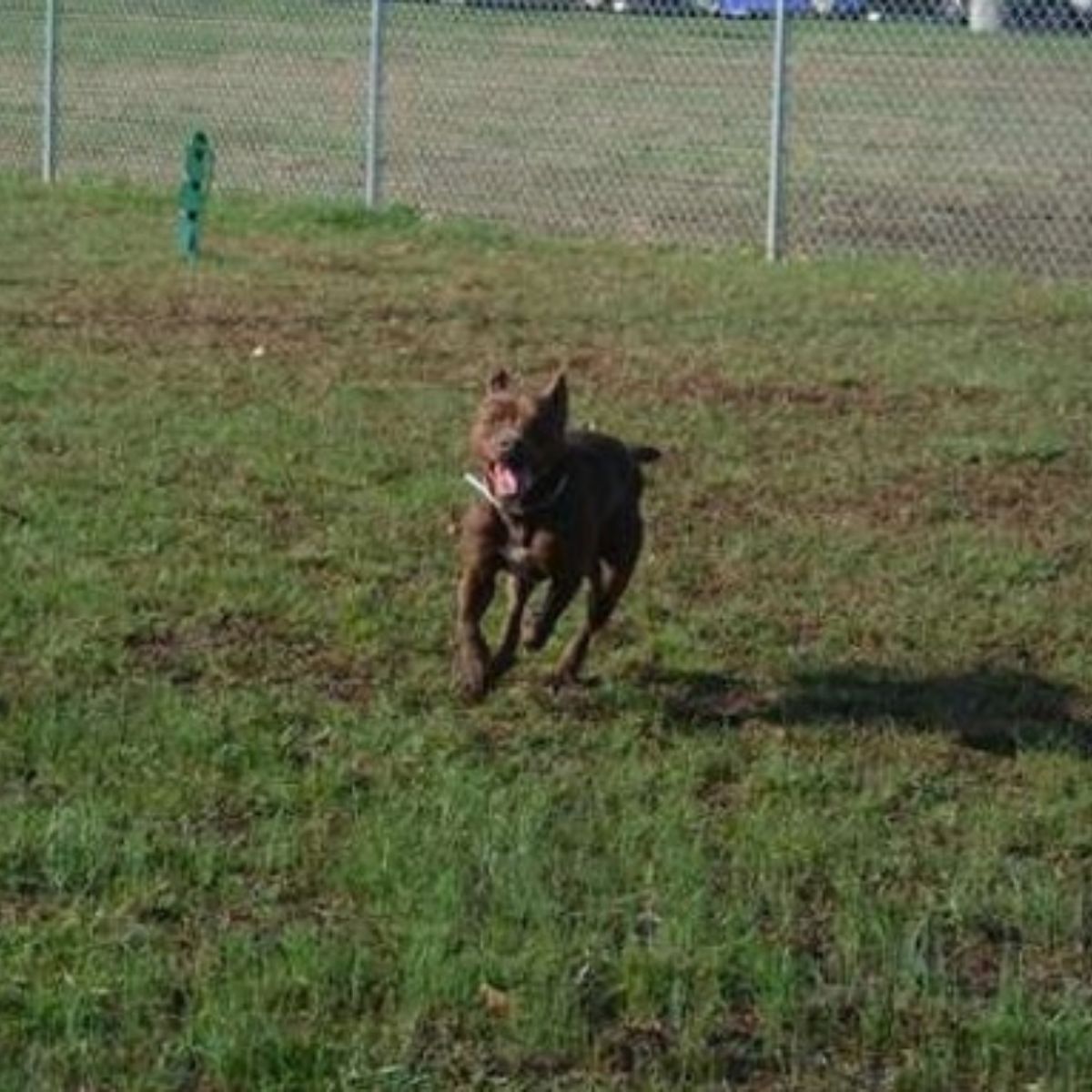 dog running on grass