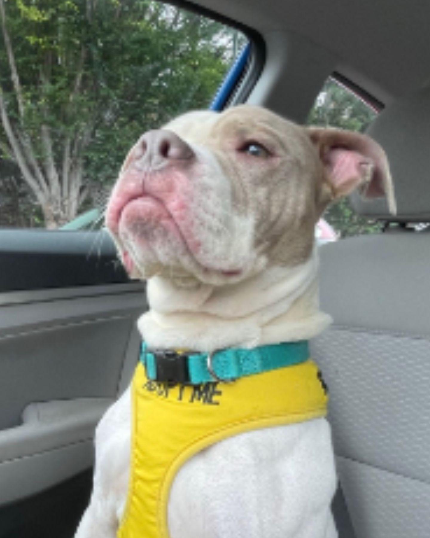 dog sitting in car