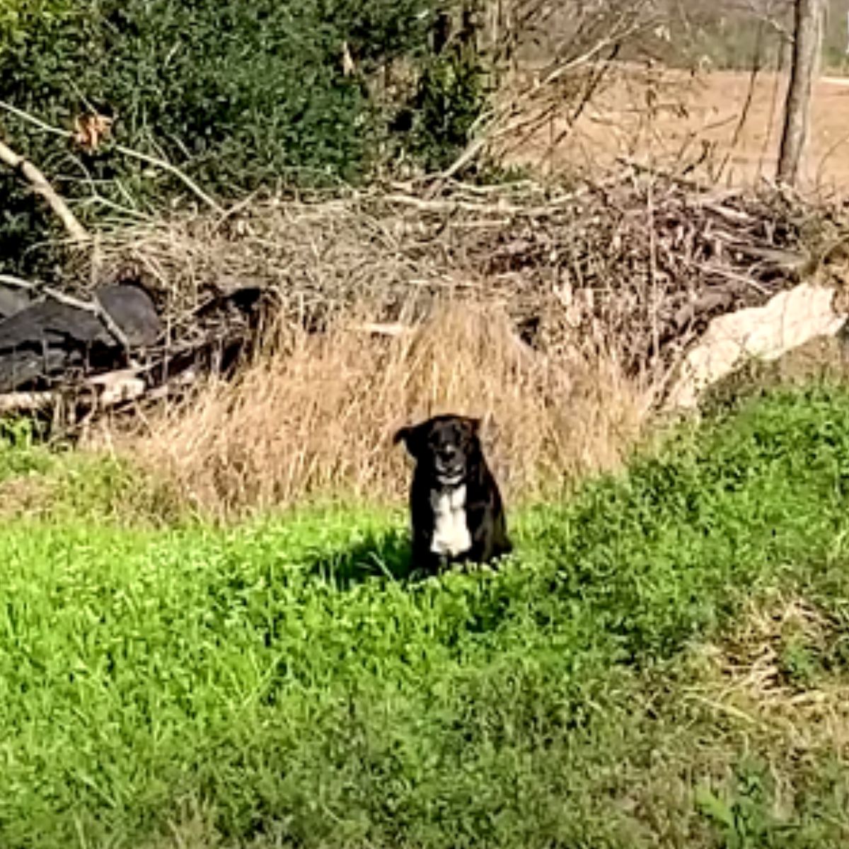 dog sitting in grass