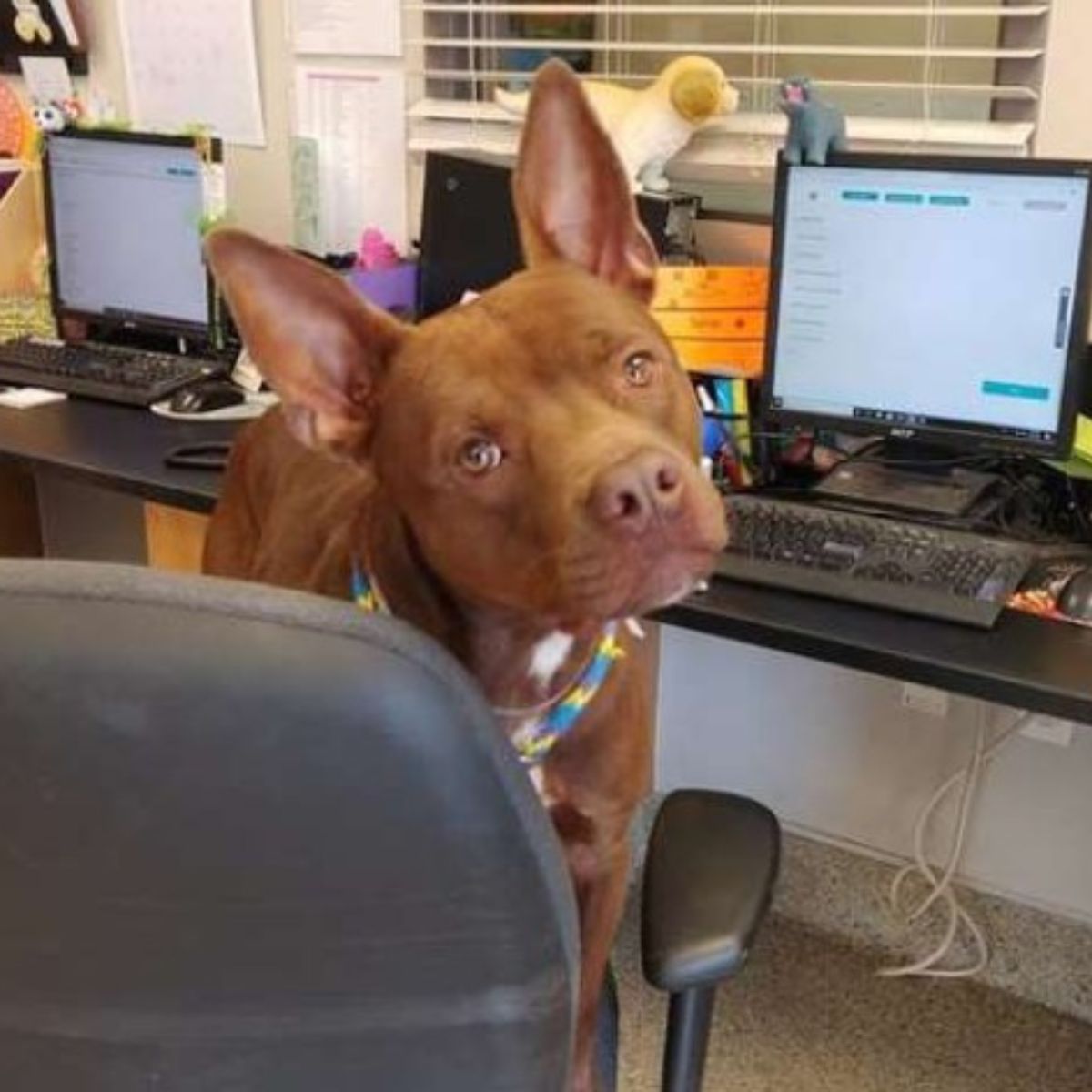 dog sitting in office chair