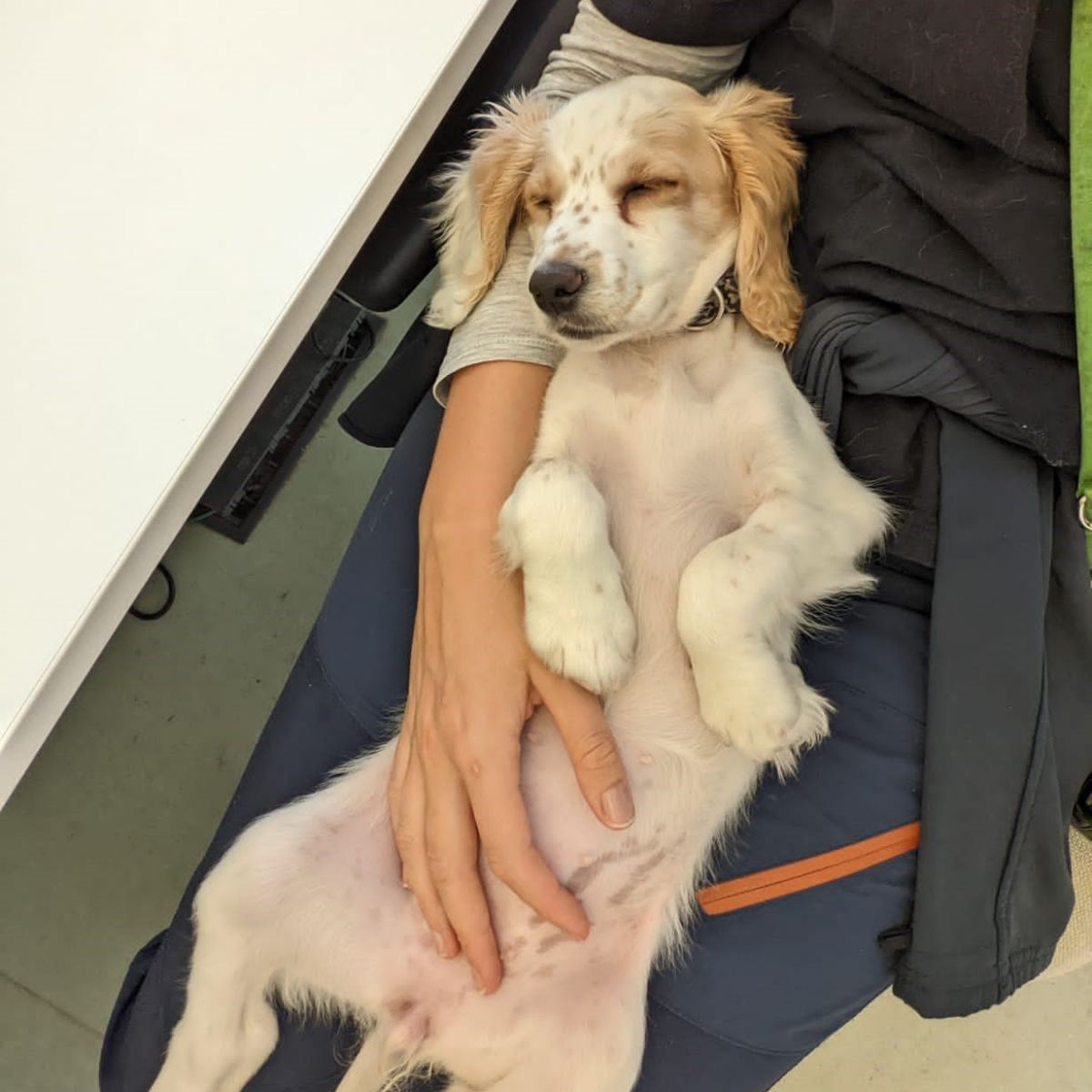 dog sleeping in lap