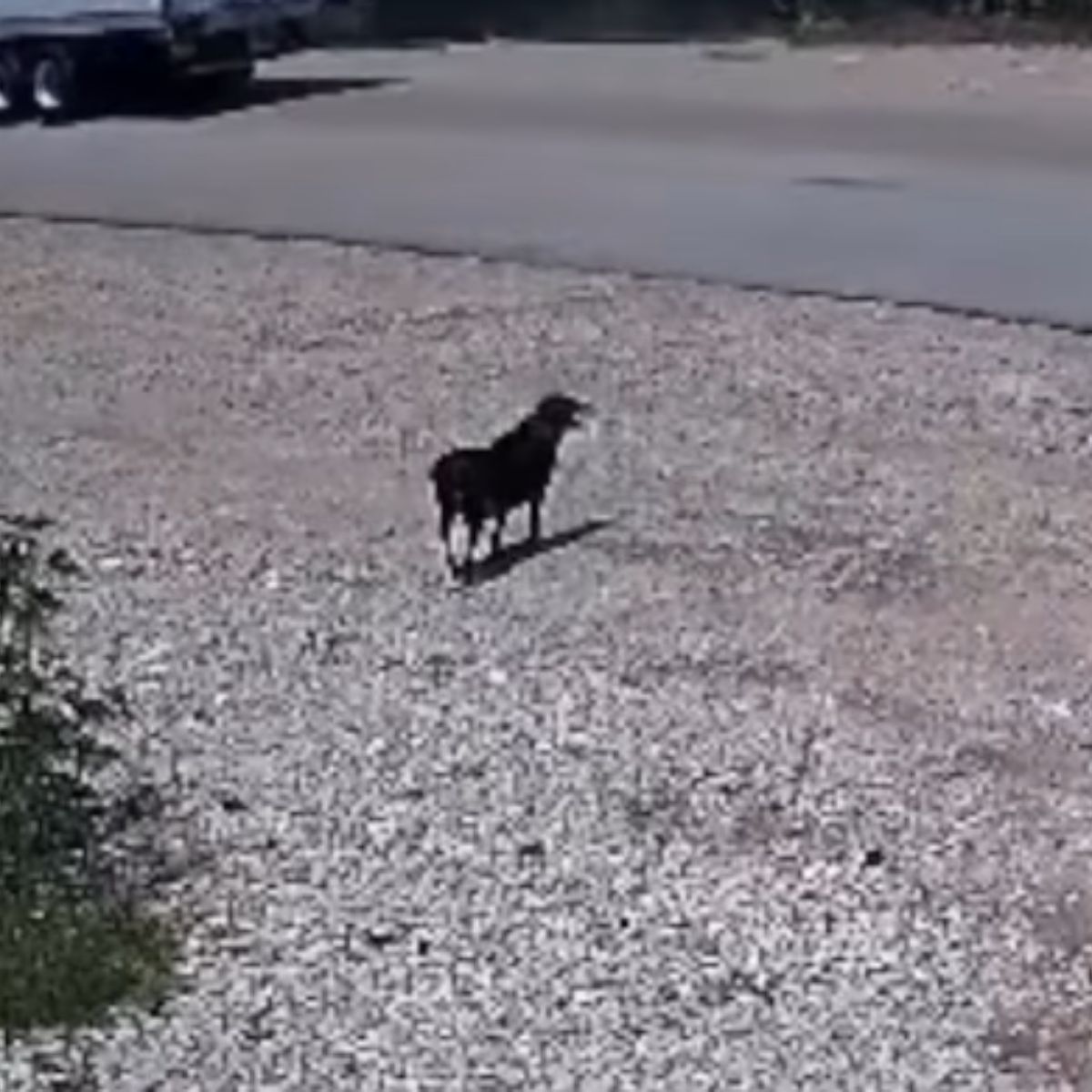 dog standing outdoor by the road