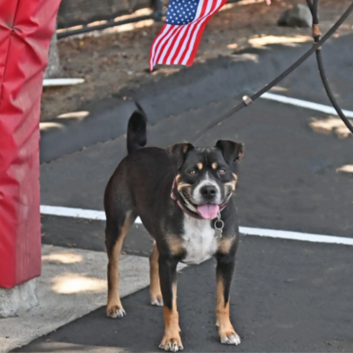 dog standing outdoor with usa flag