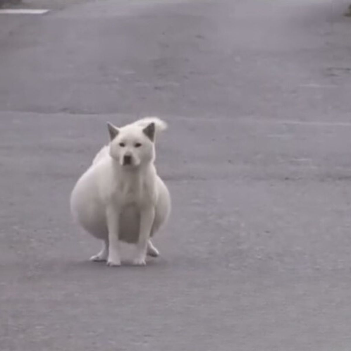 dog walking on the street