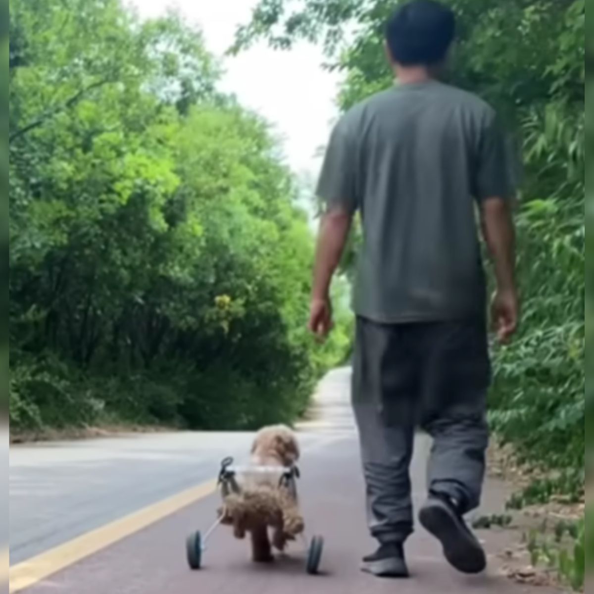 dog walking with his owner