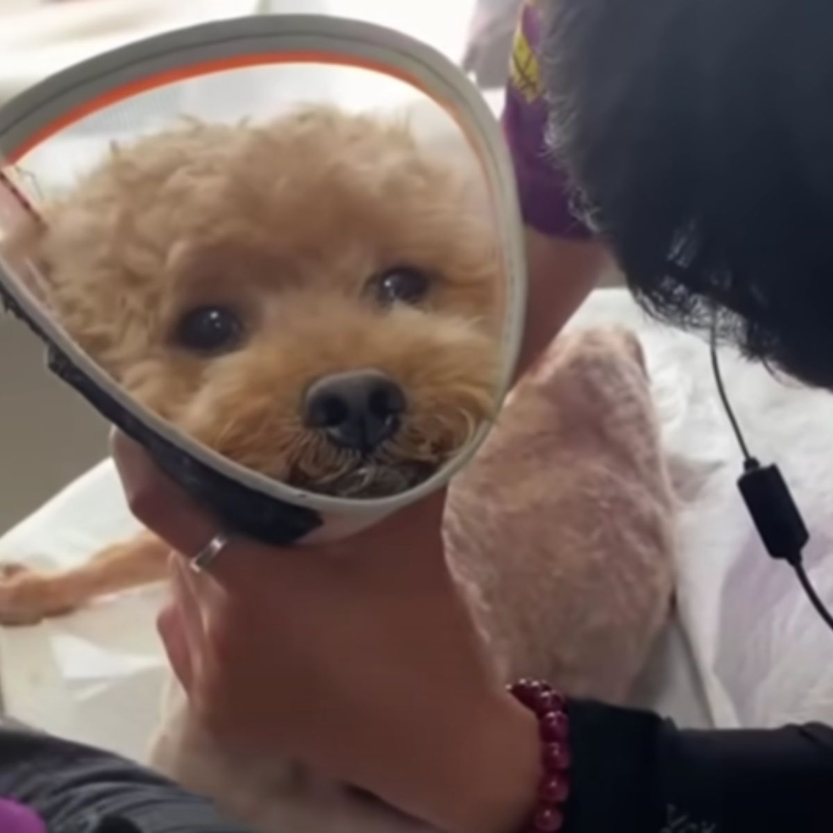 dog with a cone around his neck