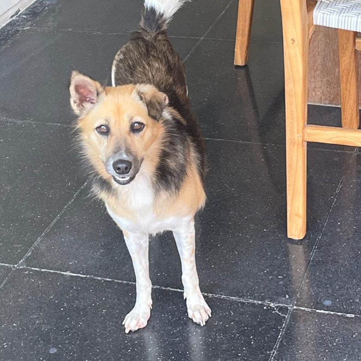 dog with beautiful hair