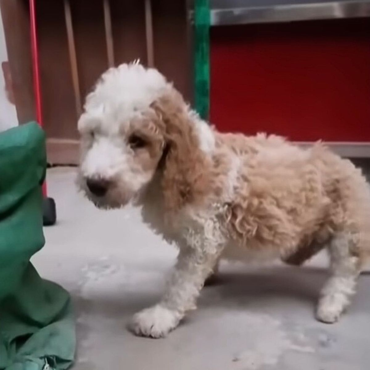 dog with curly fur