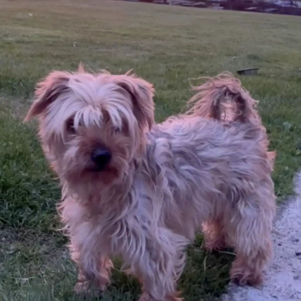 doggo outdoor on the grass