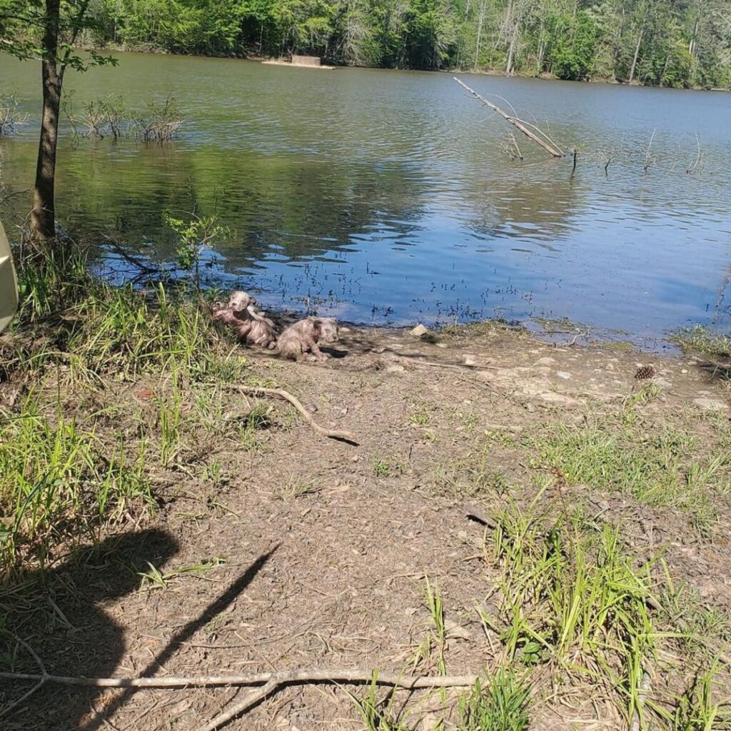 dogs by the river