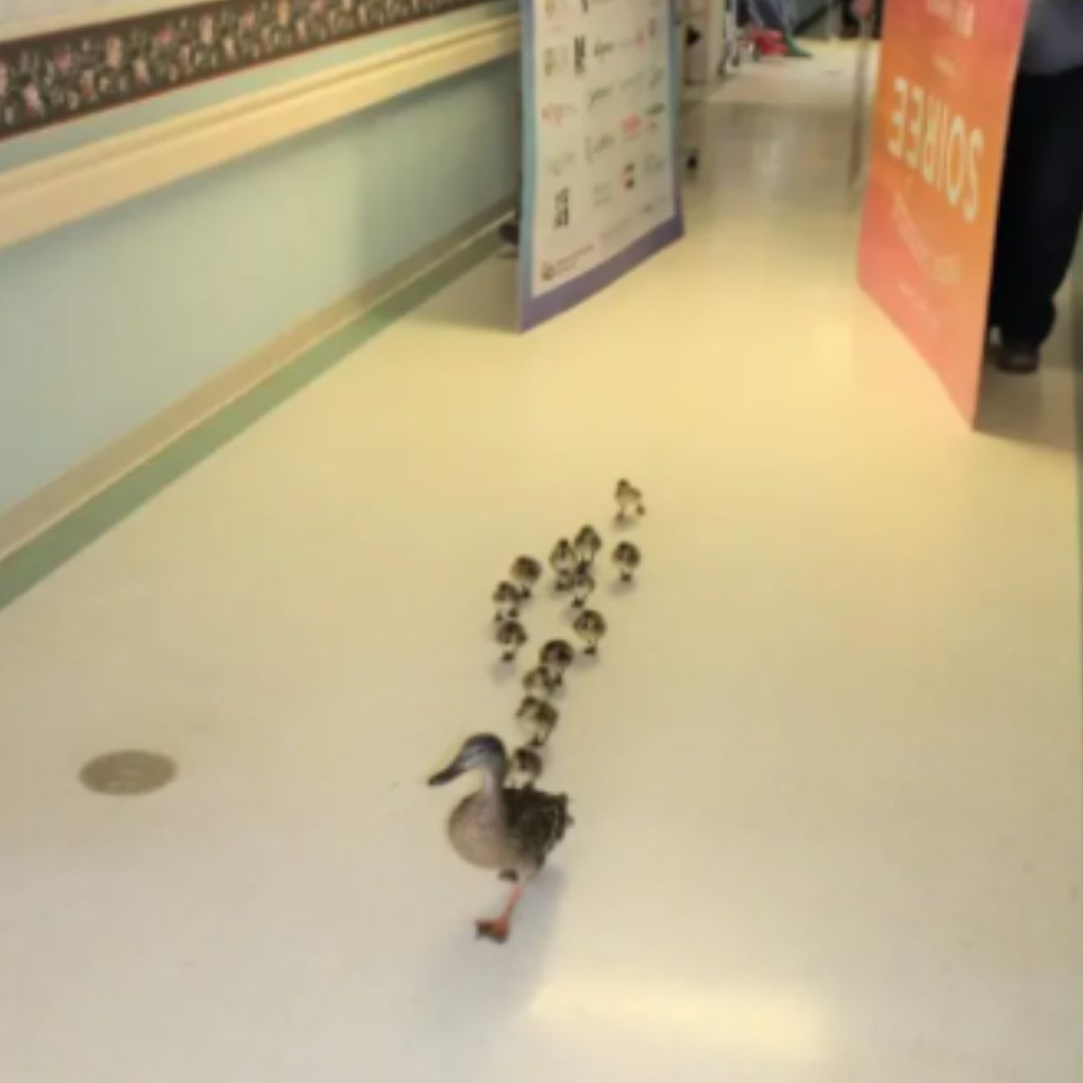 duck and ducklings in a nursing home