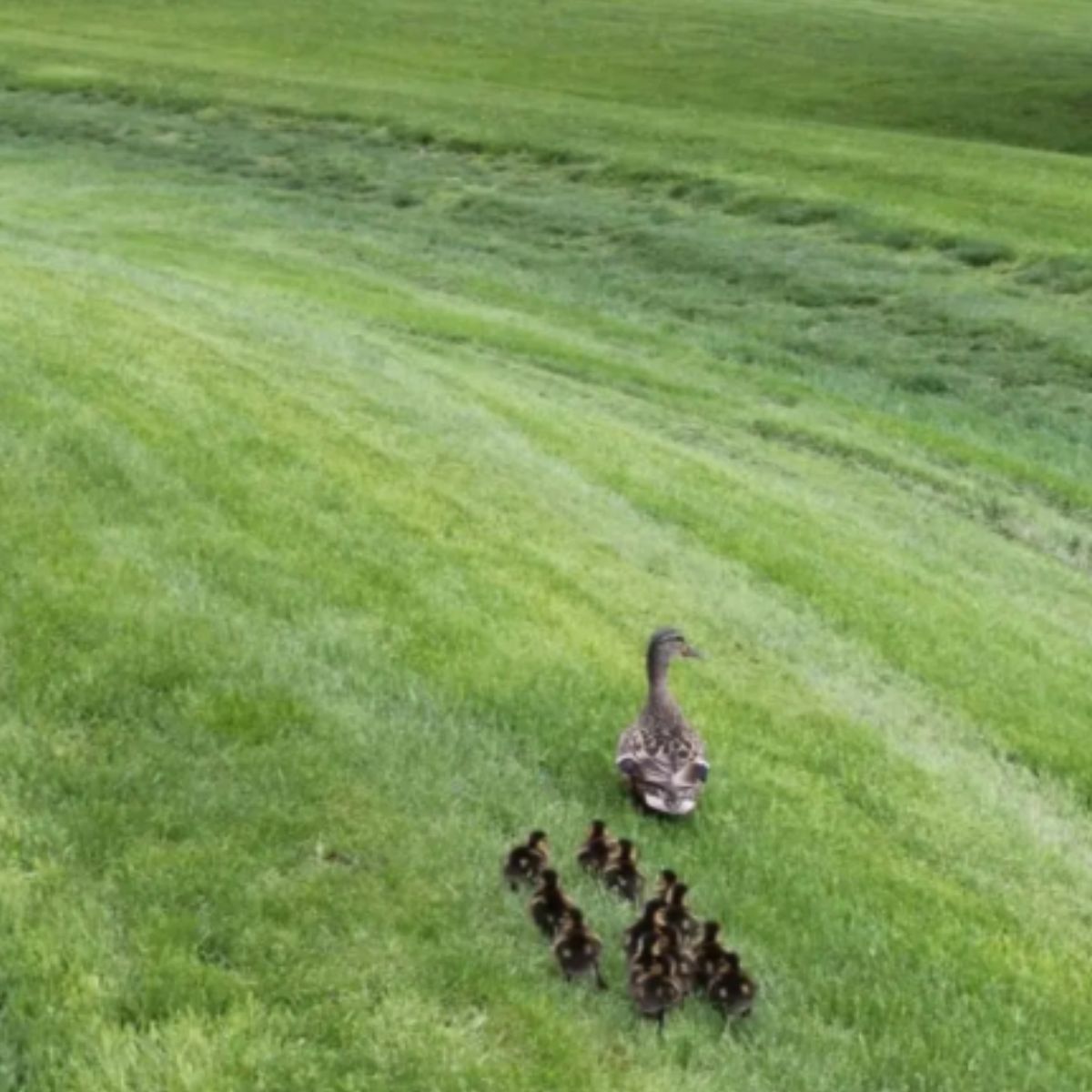 duck and ducklings on grass