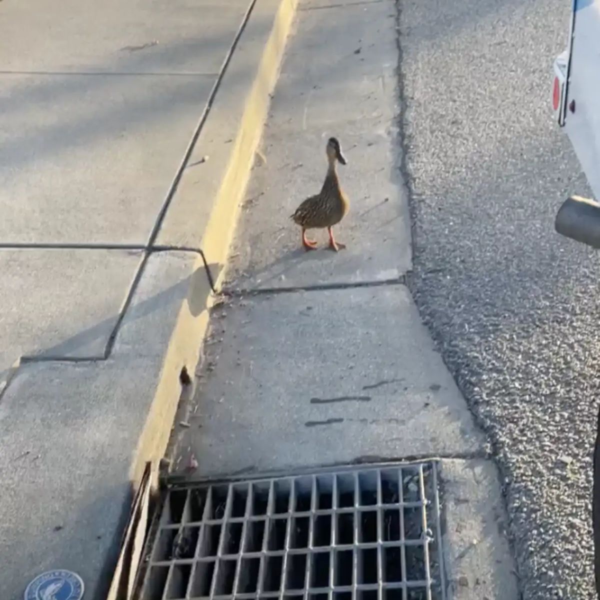 duck next to a storm drain