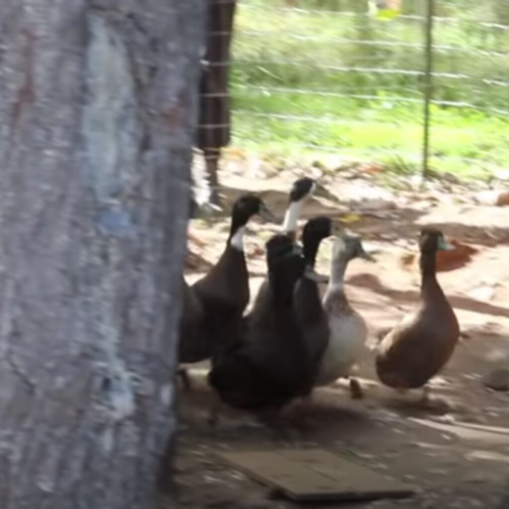 ducks are walking