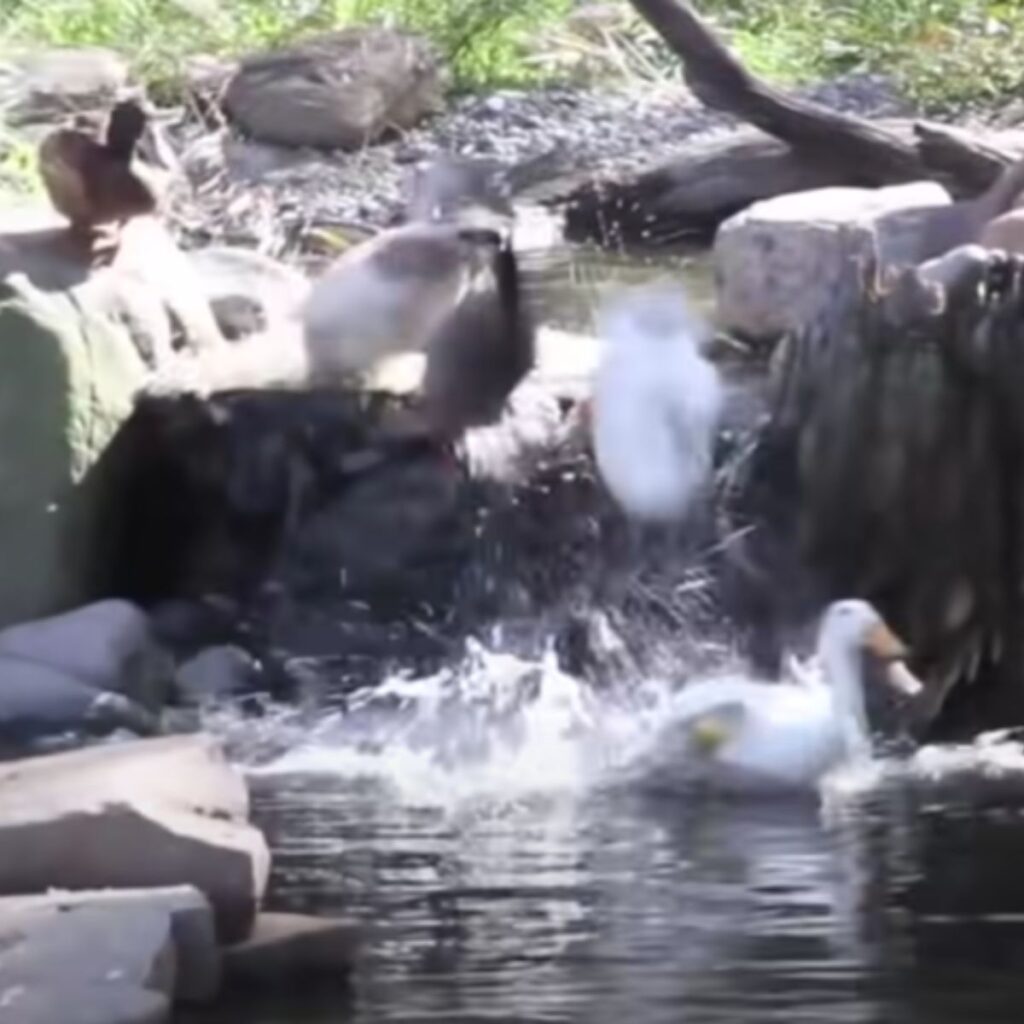 ducks bathe in water