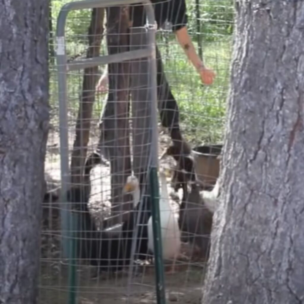 ducks in a cage