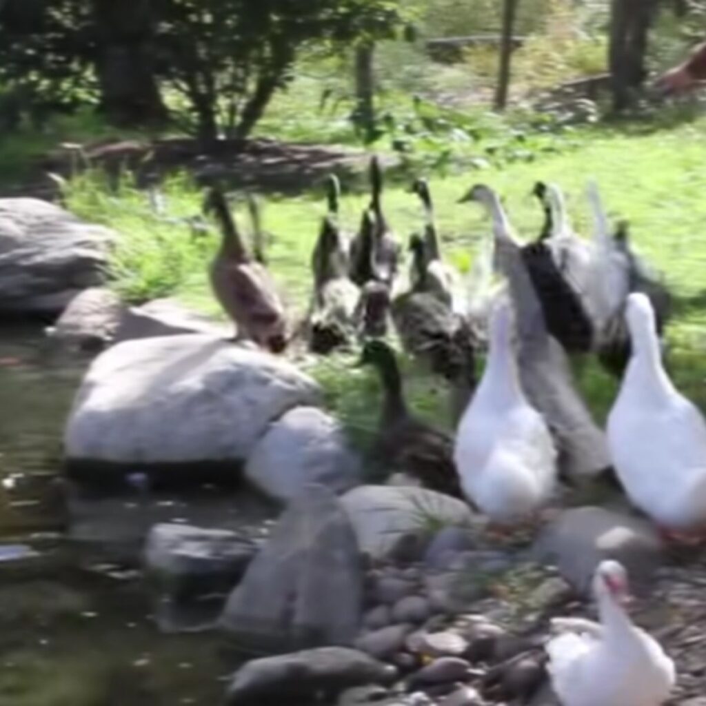 ducks walk by the river