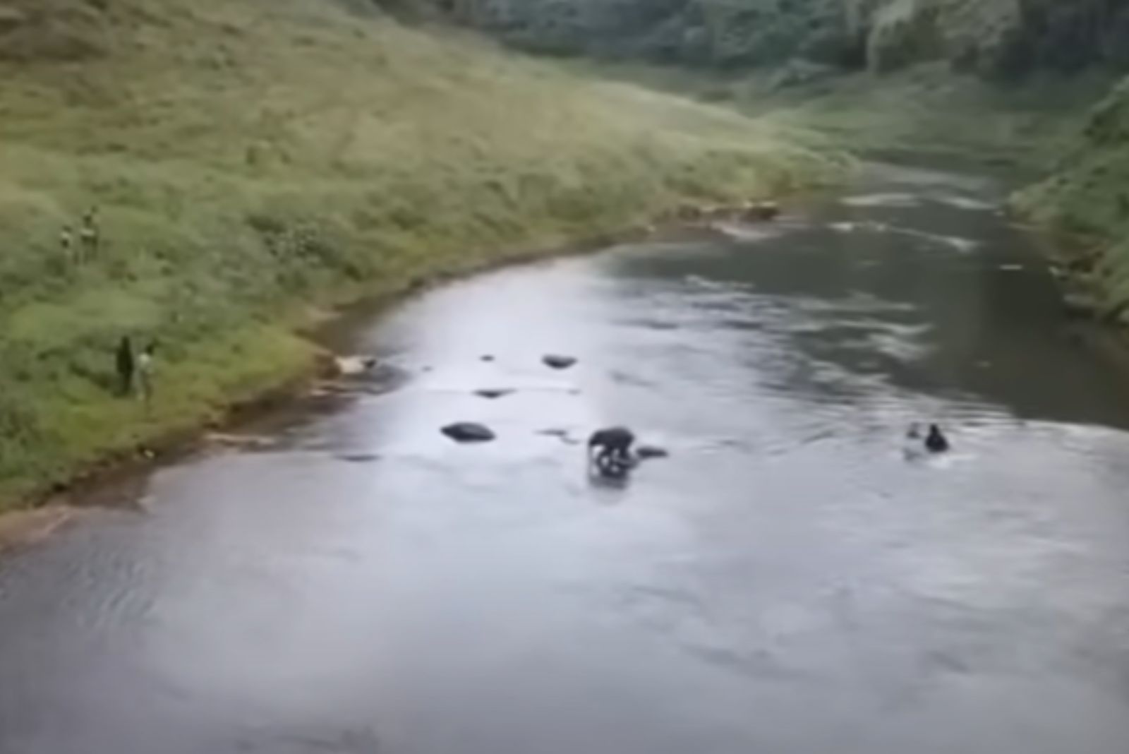 elephant in water