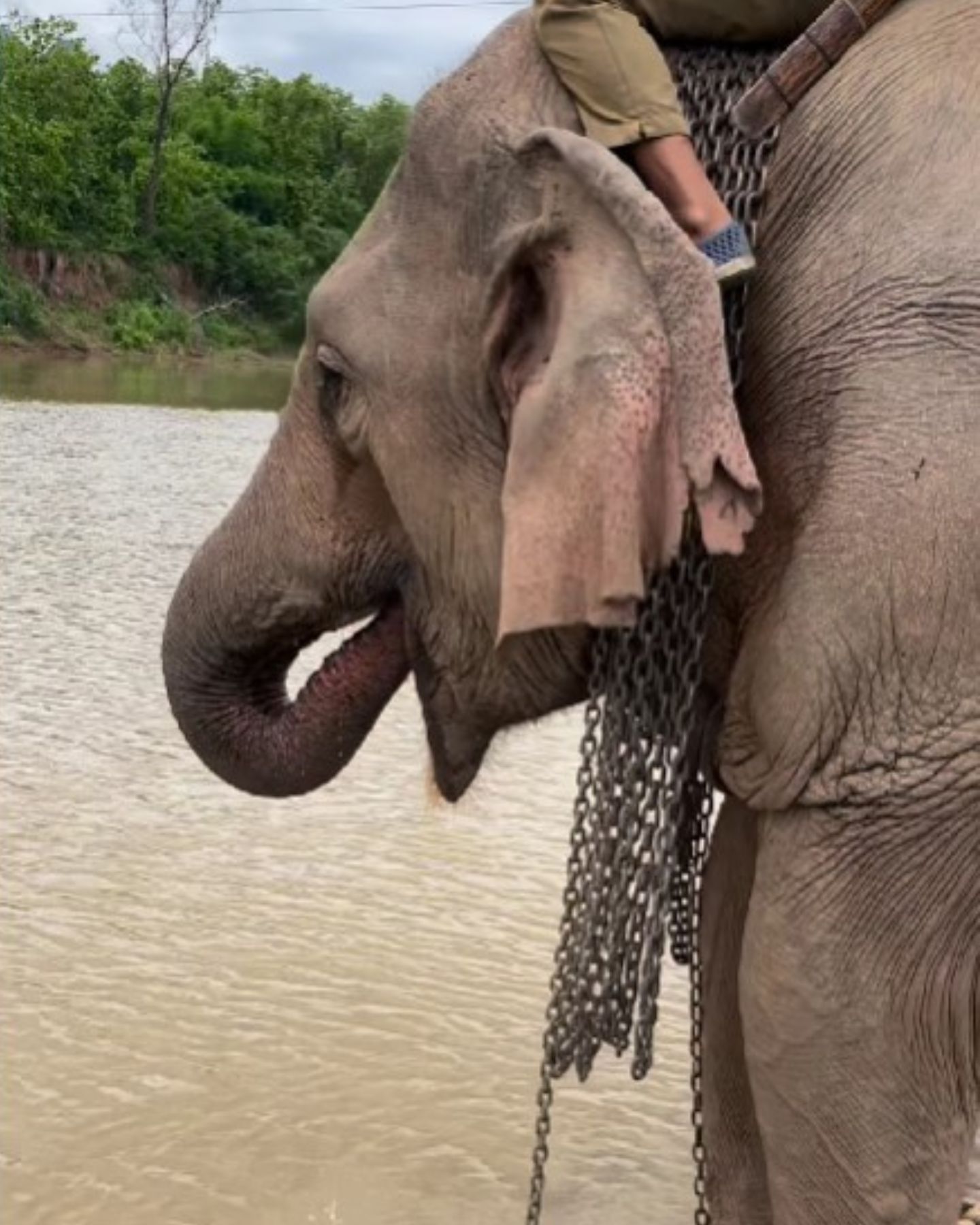 elephant with chains