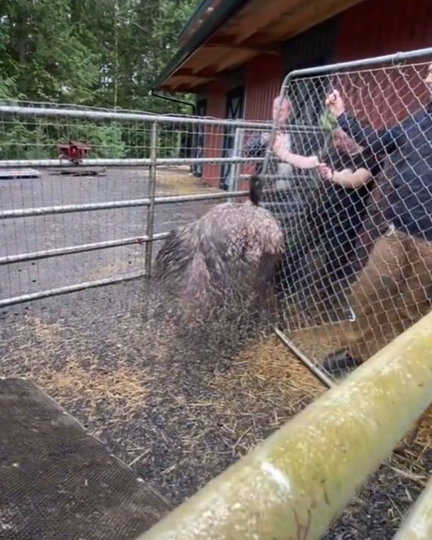 emu watching at men