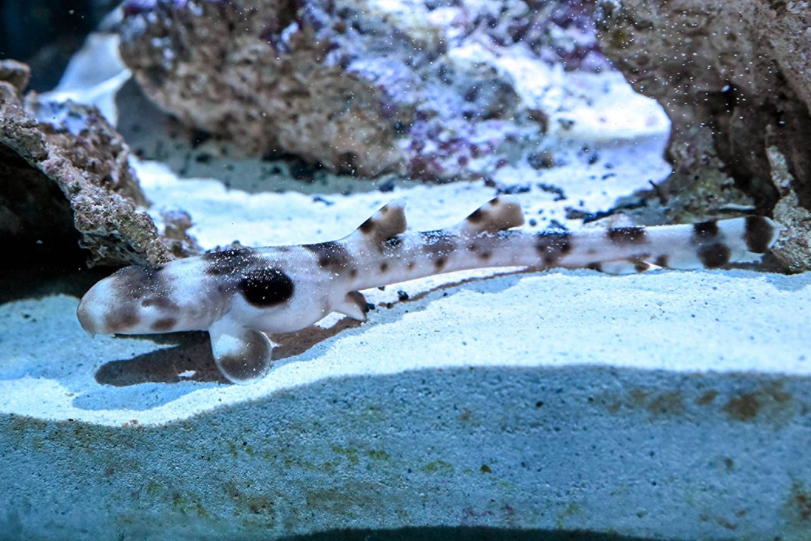 epaulette shark in water