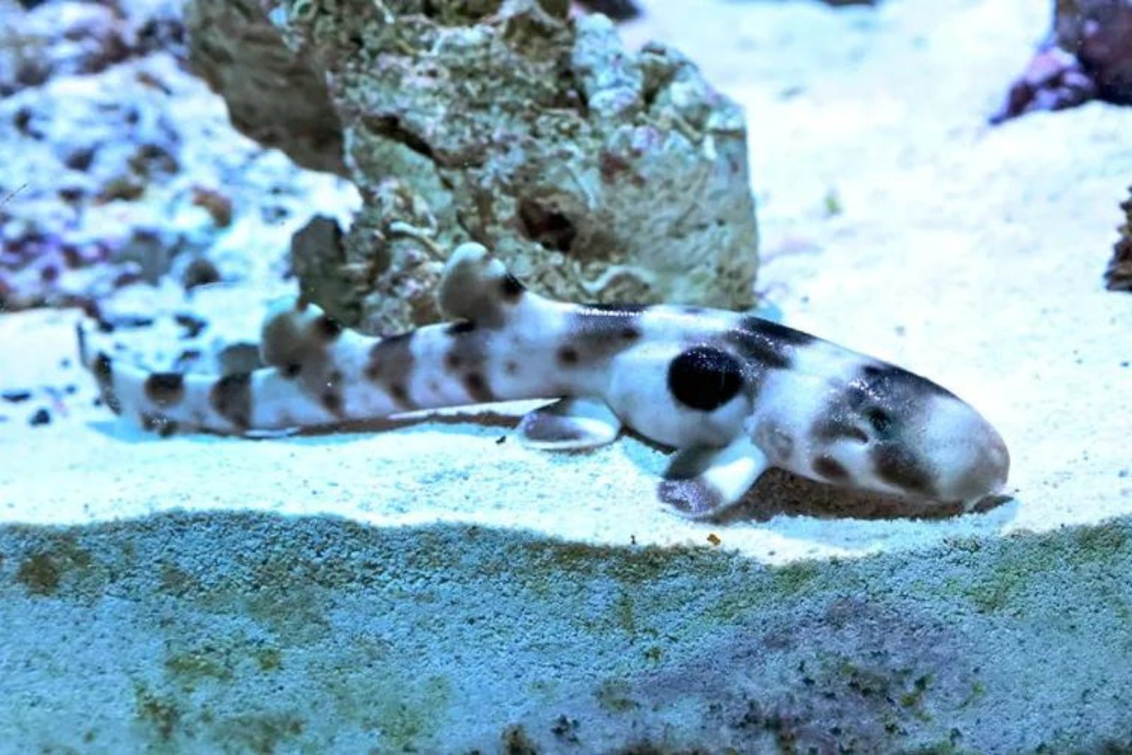 epaulette shark