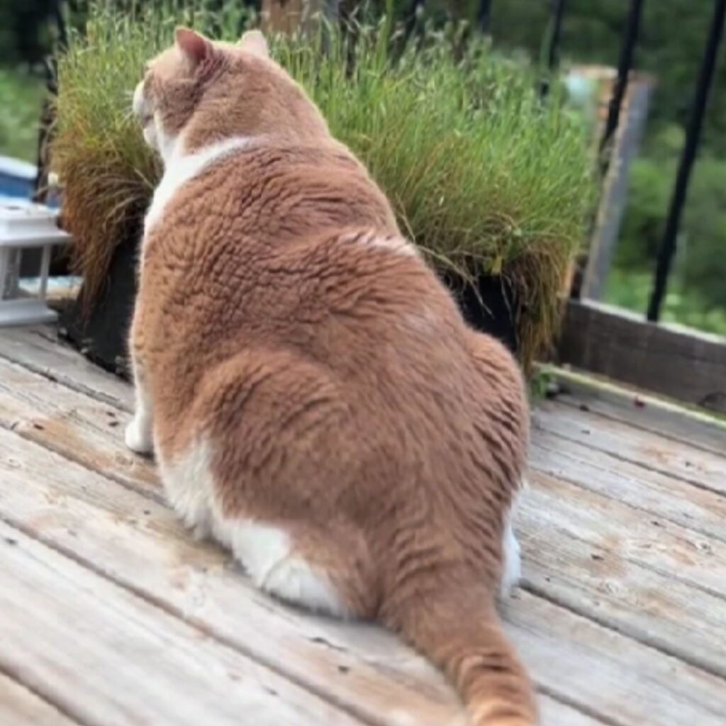 fat cat pictured from behind