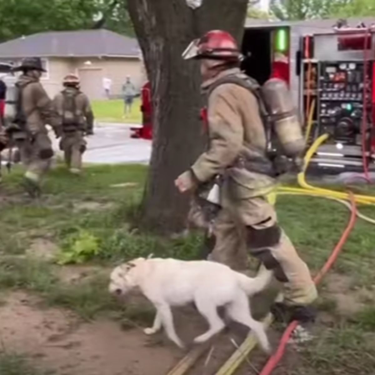 fireman with dog outdoor