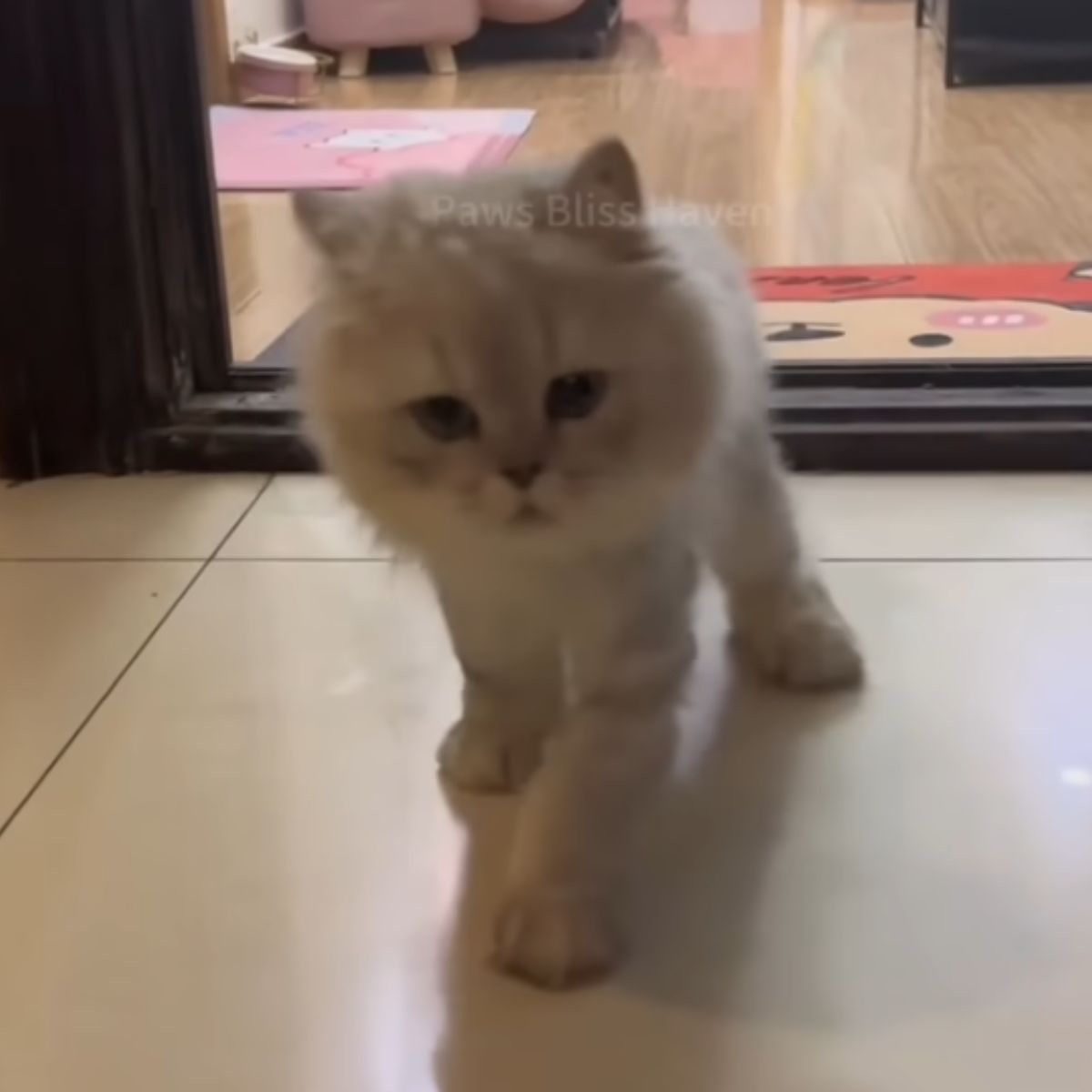 fluffy cat walking