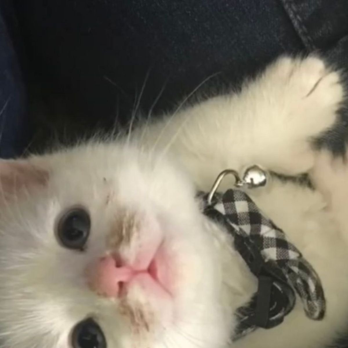 fluffy white kitten