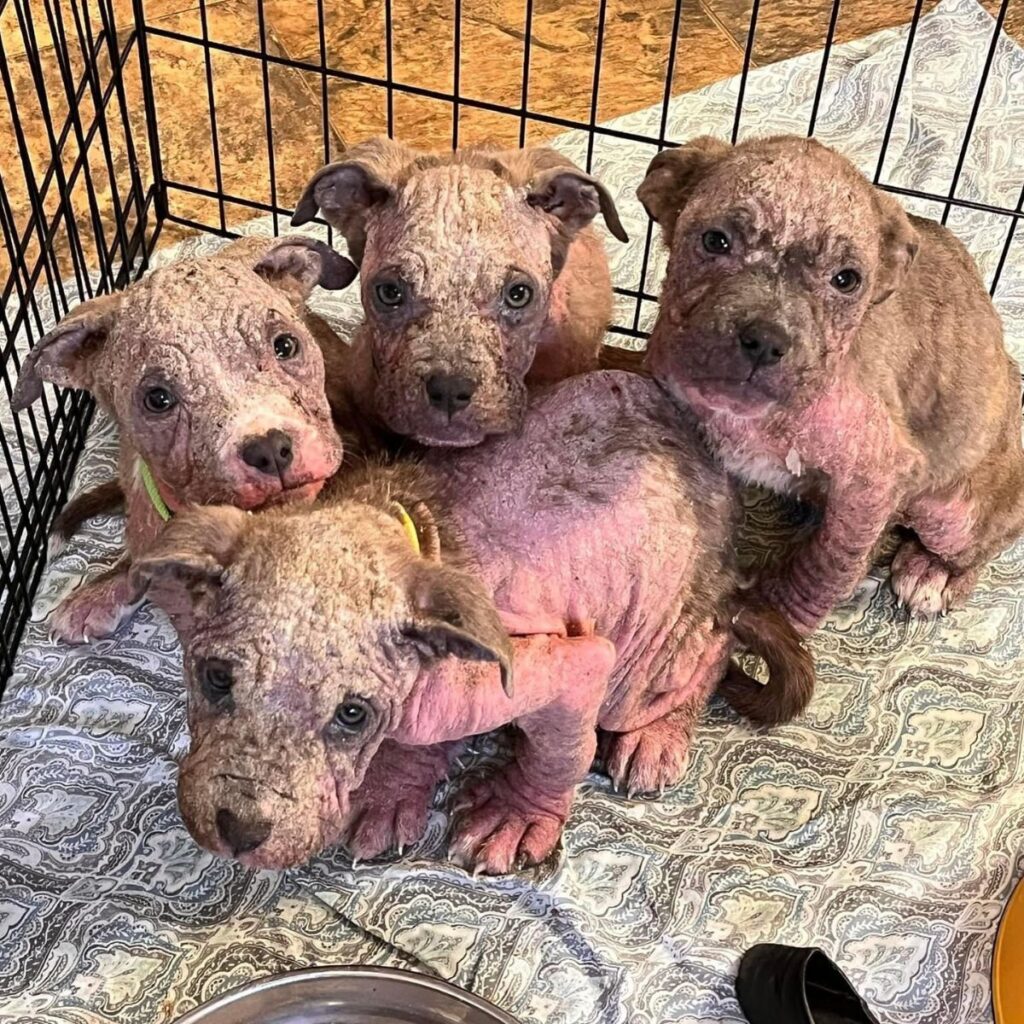 four cubits of a dog in a cage