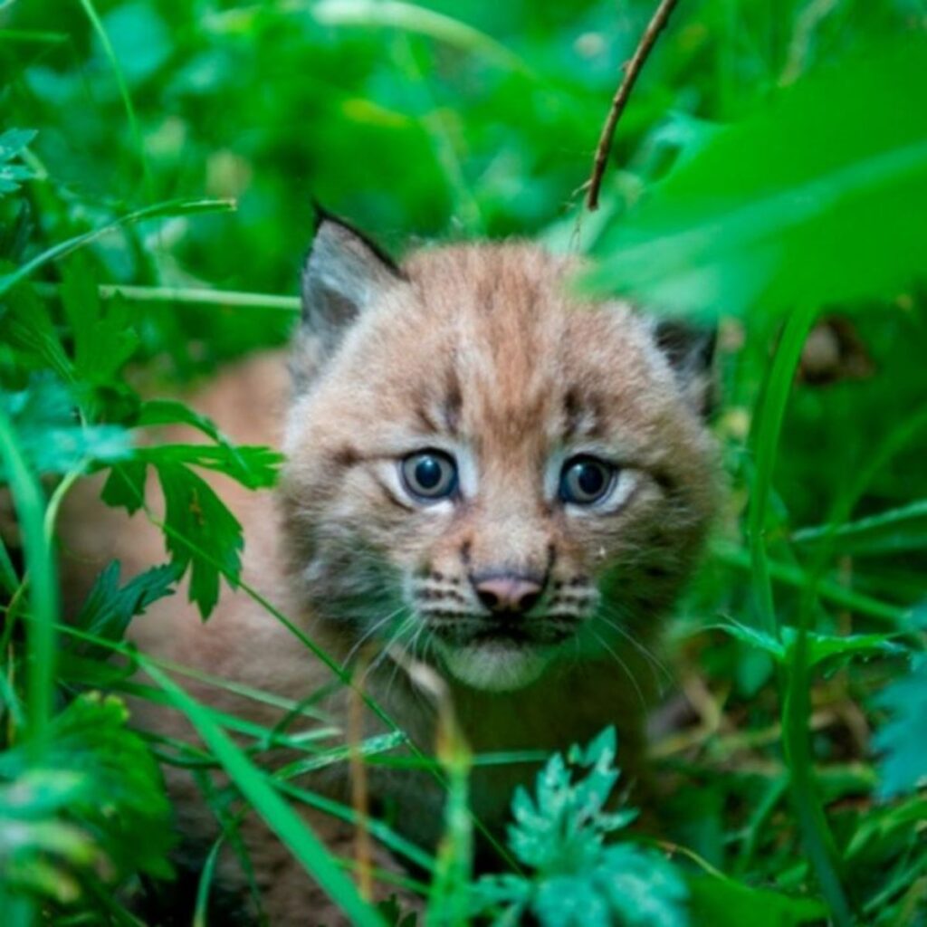 frightened lynx cat in the grass