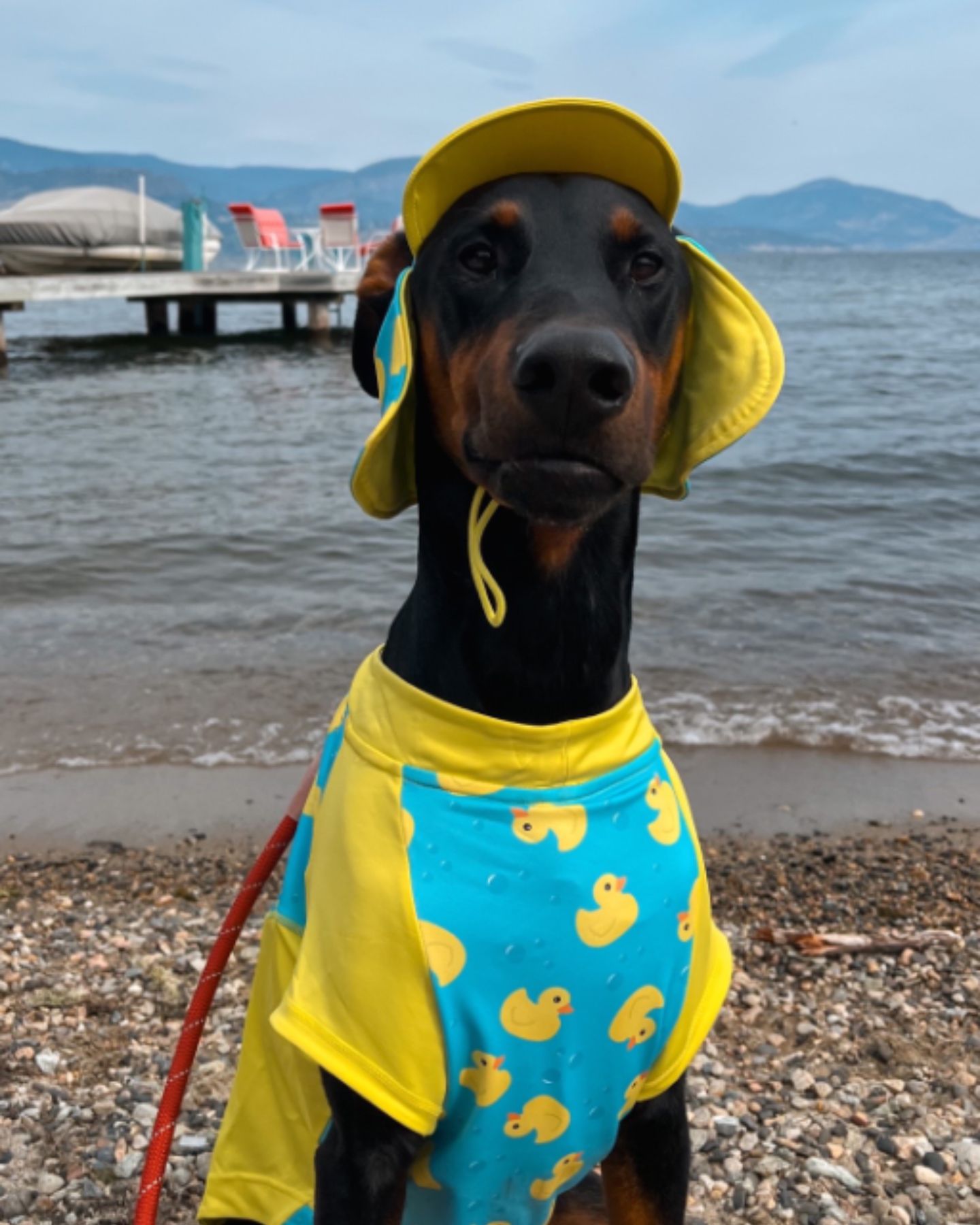 funny dog with a yellow hat