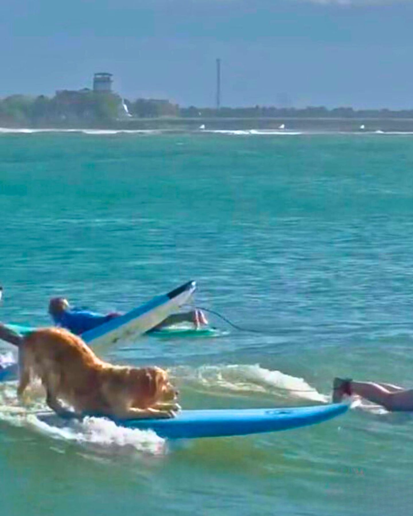 golden retriever on a surf board