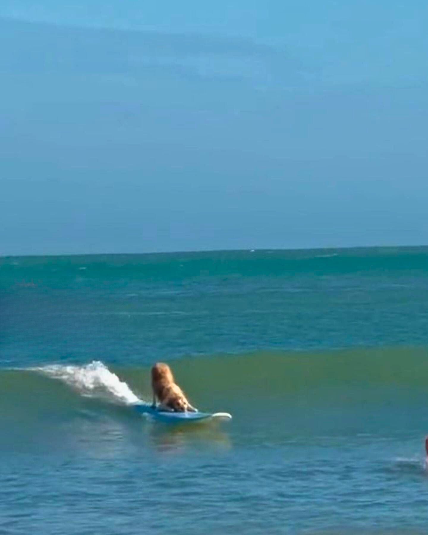 golden retriever riding the waves