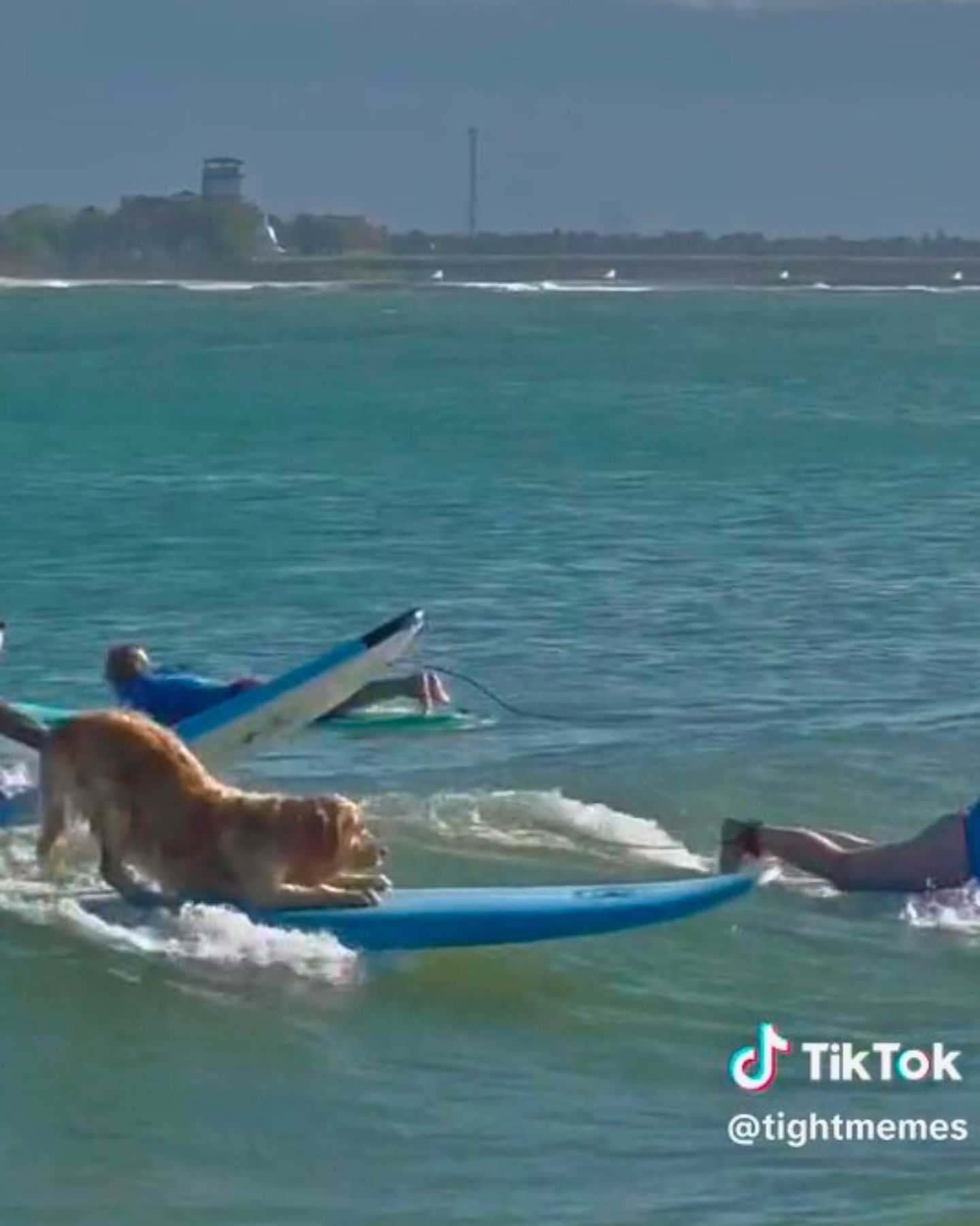 golden retriever surfing