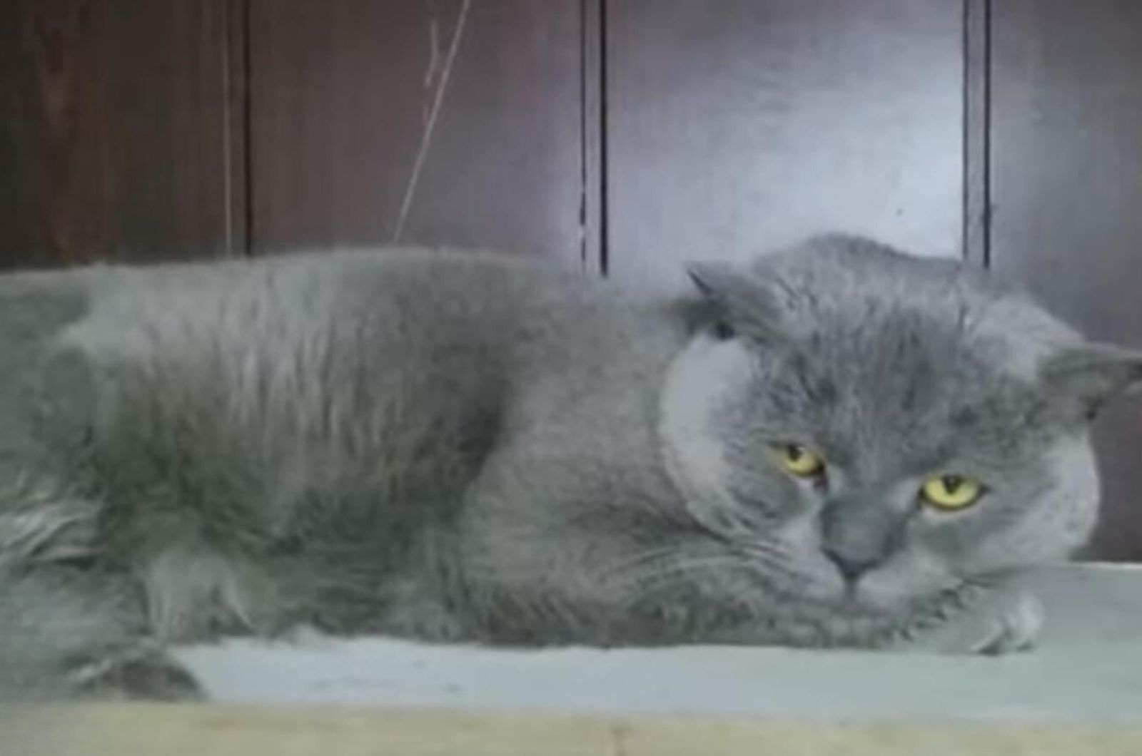 gray cat laying down