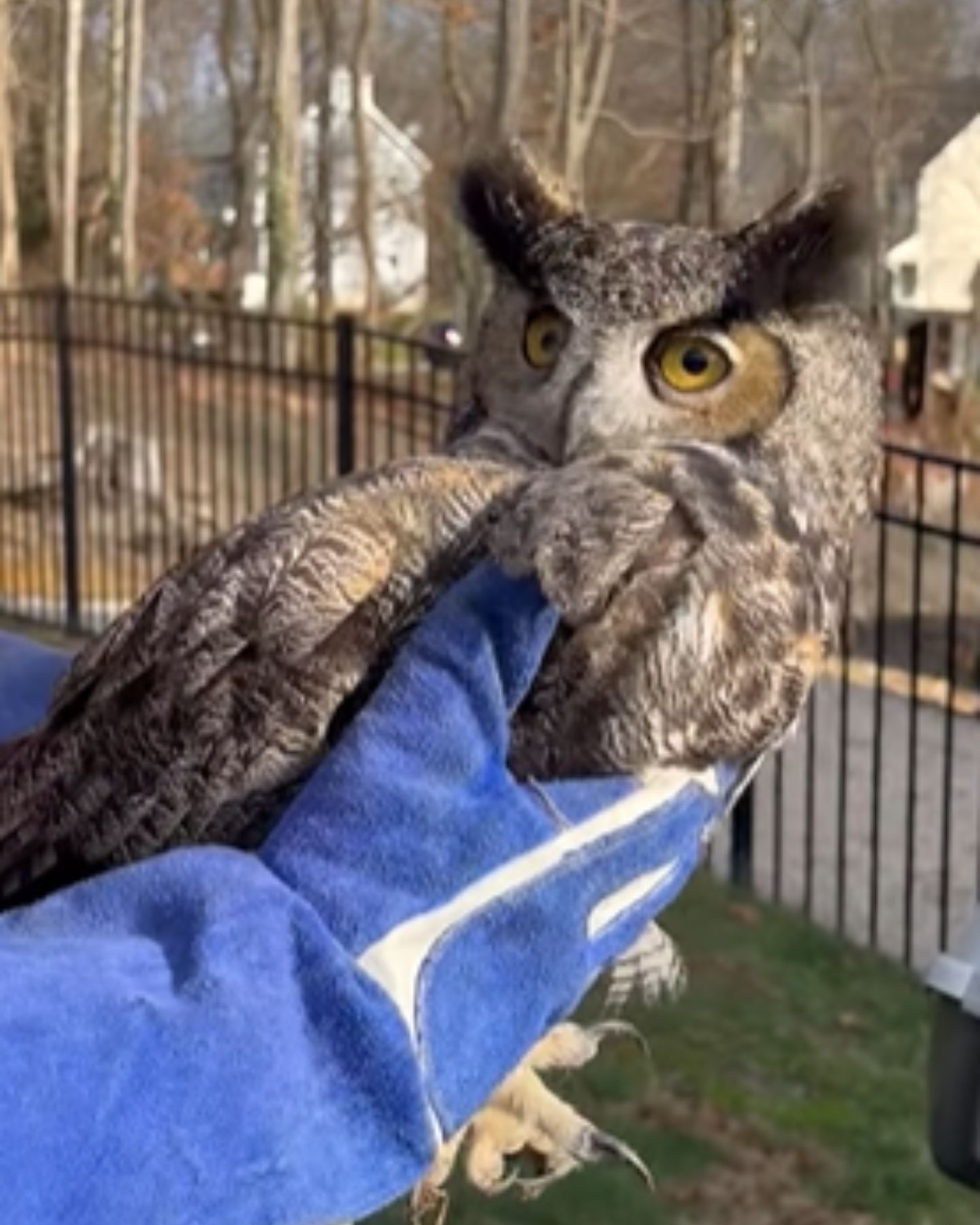 gray owl