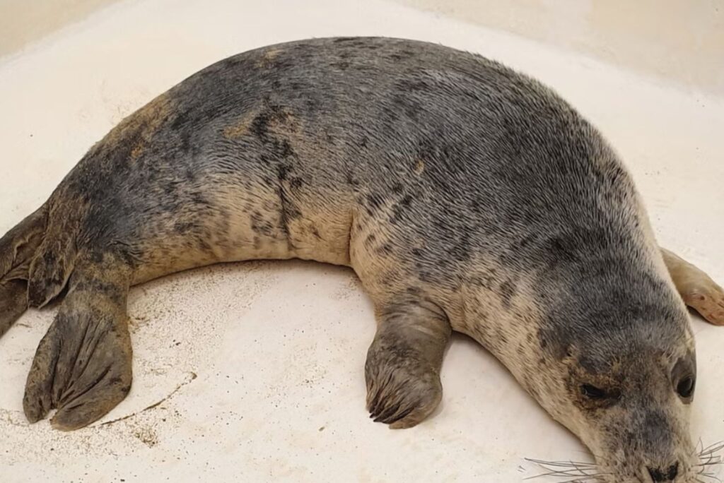 gray seal lies on a white background