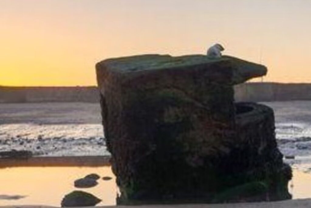 gray seal on pill box